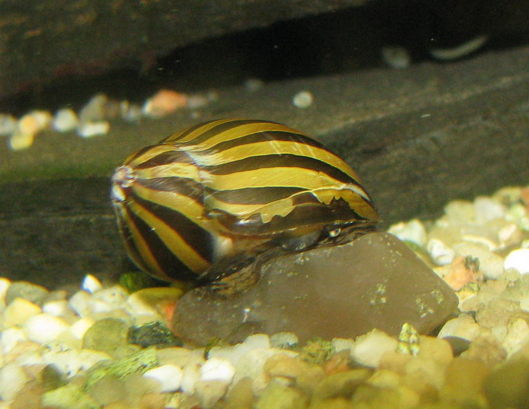 11 Popular Types Of Freshwater Aquarium Snails Species Guide