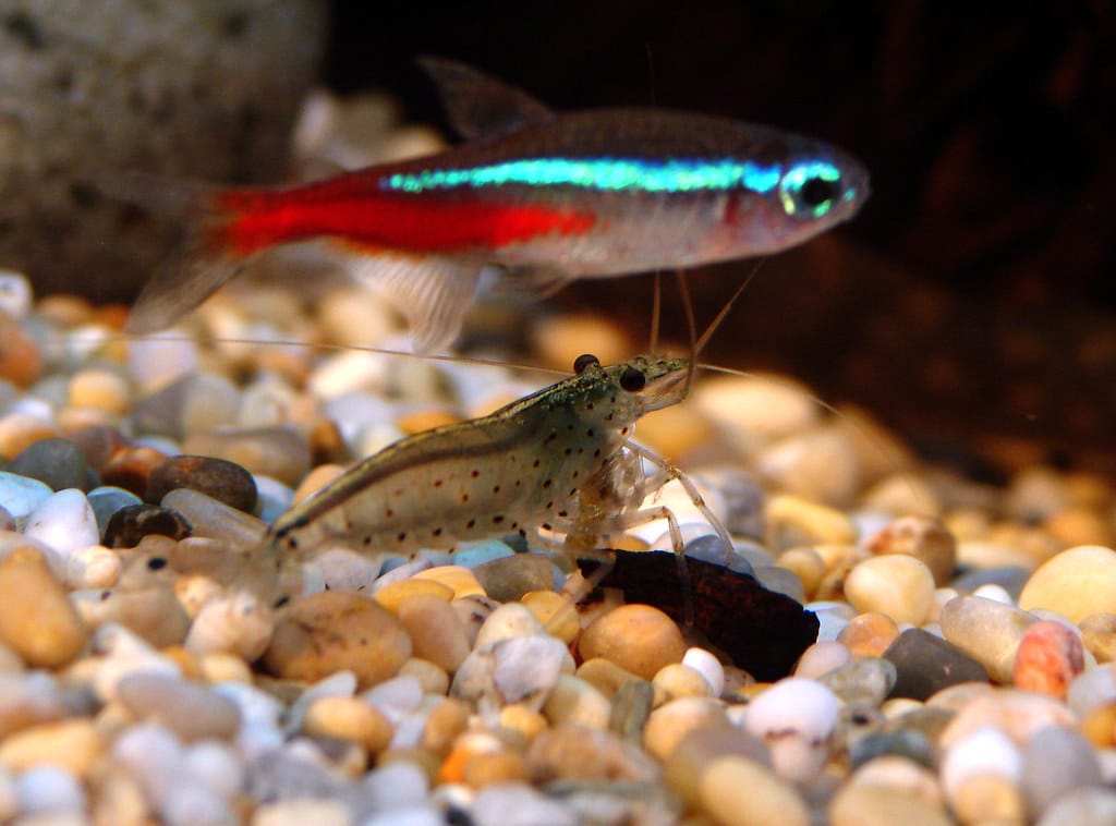 The Expert S Guide To Amano Shrimp Care Breeding And Setup