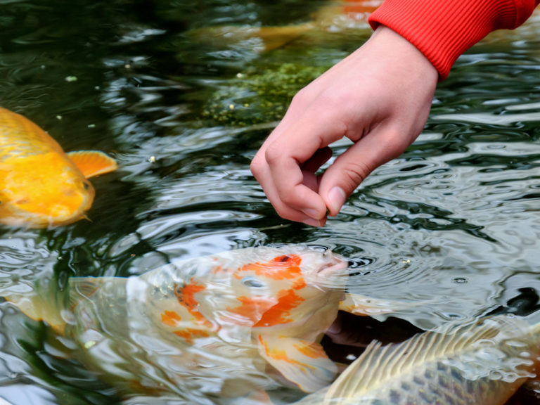 How To Set Up A Koi Pond The Ultimate Guide Build Your Aquarium