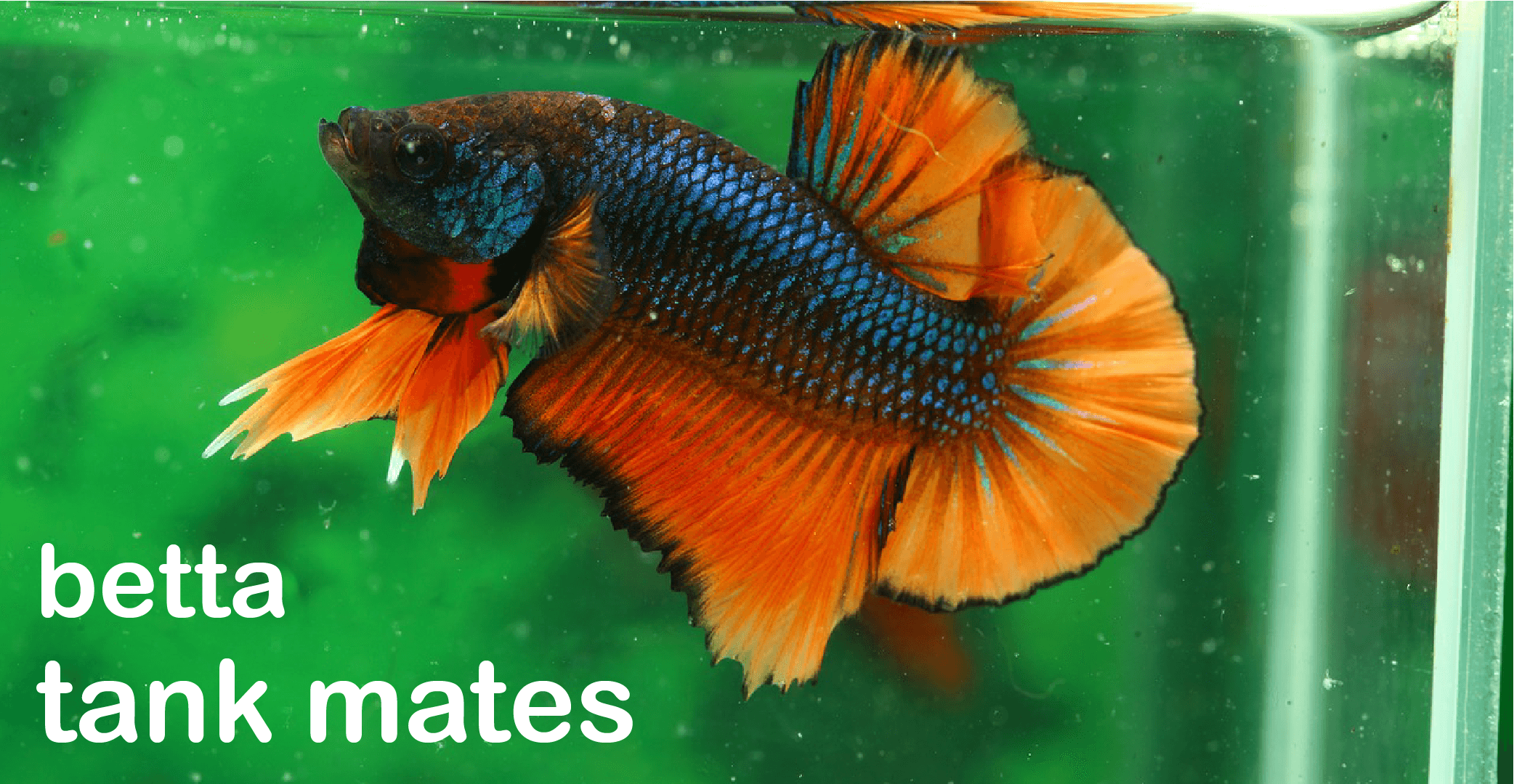 Compatible Betta Fish Tank Mates Complete List