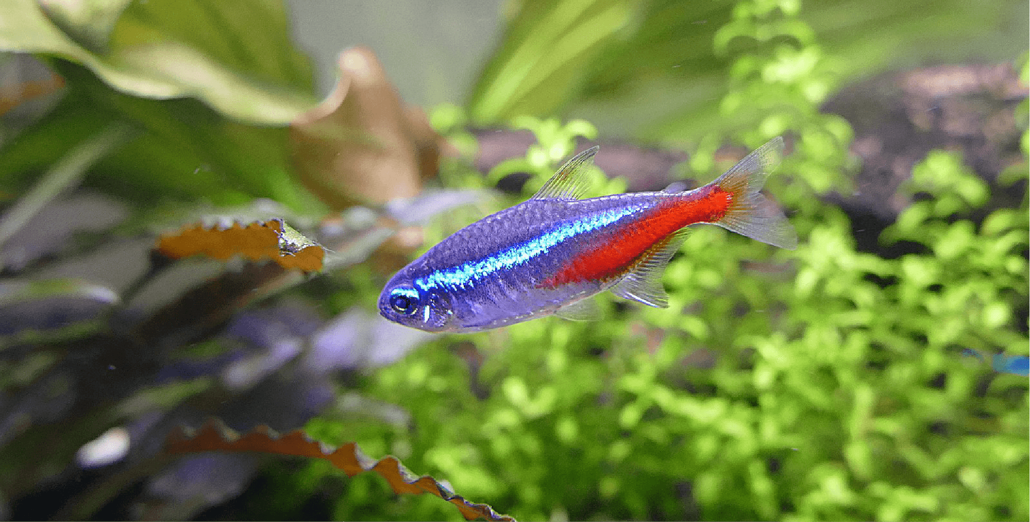 neon tetra tank mates