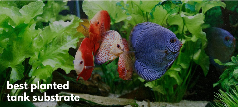 10 Best Planted Aquarium Substrate Choices (Expert's Review)