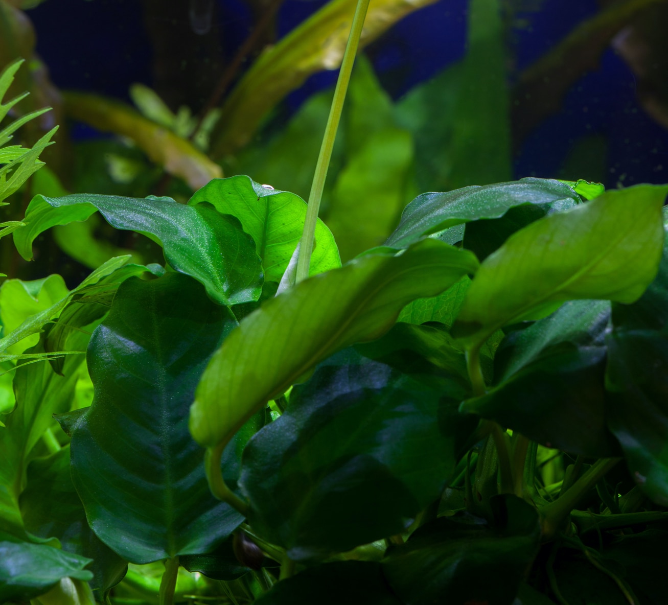 22 Easy Betta Fish Plants for Beginners (The Complete Guide)