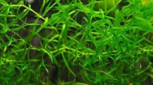 30 Easy Low Light Aquarium Plants for Beginners (Species Guide)