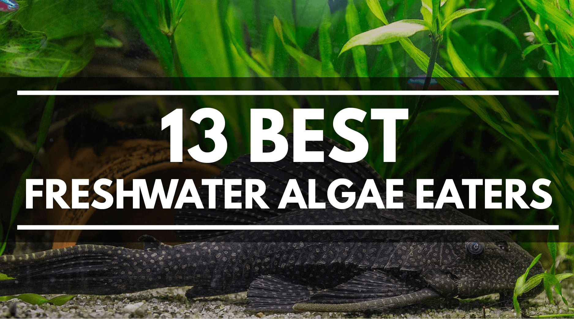 best green algae eaters