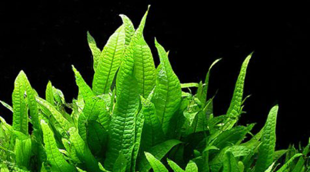 30-easy-low-light-aquarium-plants-for-beginners-species-guide