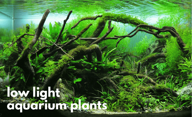 30 Easy Low Light Aquarium Plants For Beginners Species Guide