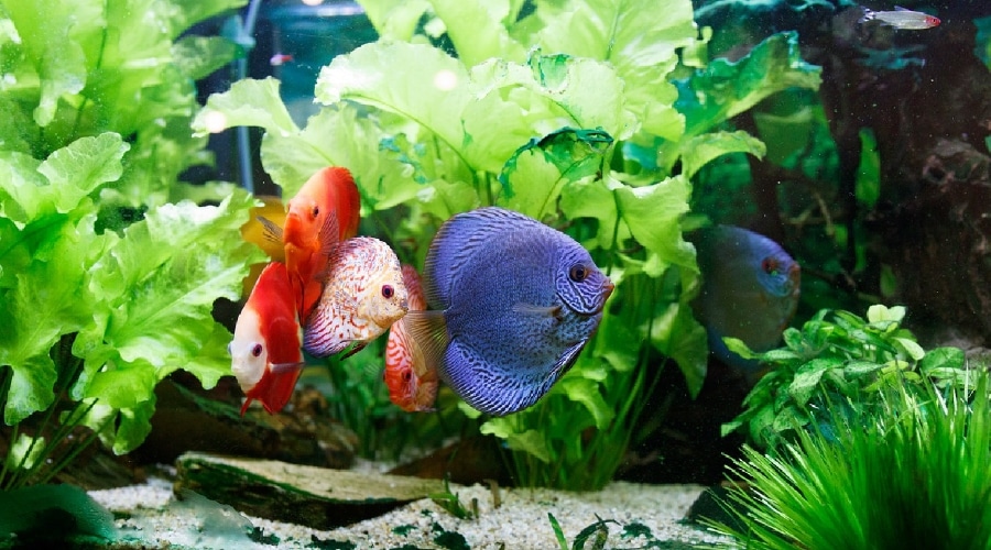 dream aquarium change fish sizes