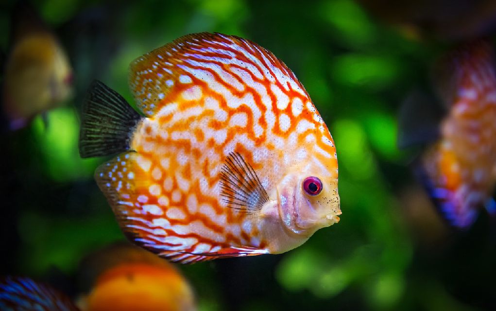 orange aquarium fish