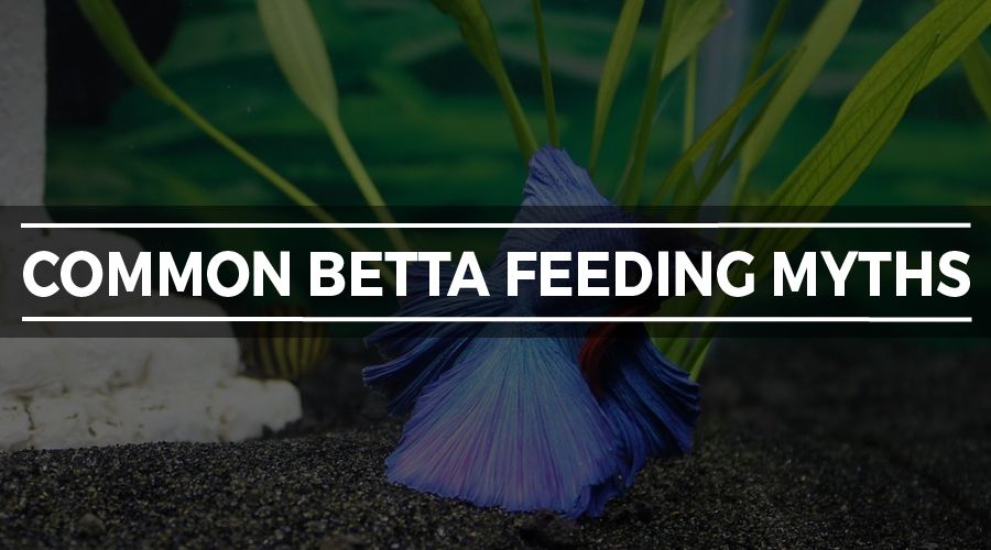 betta feeding myths