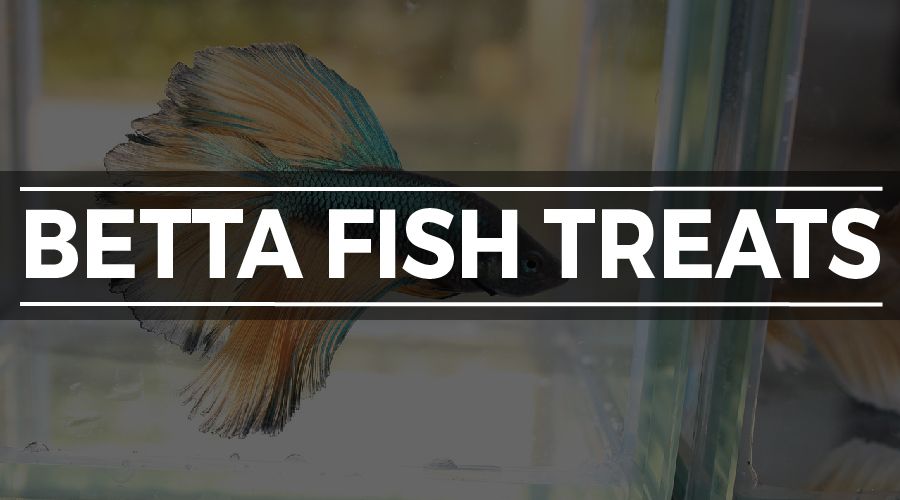 BETTA FISH TREATS