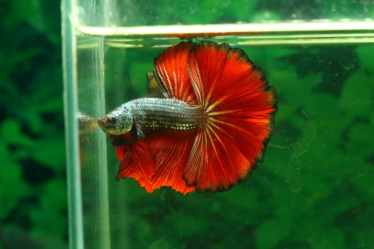 Best Betta Fish Food How To Feed Your Betta The Perfect Diet Guide