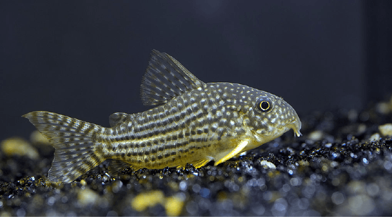 different types of freshwater aquarium fish