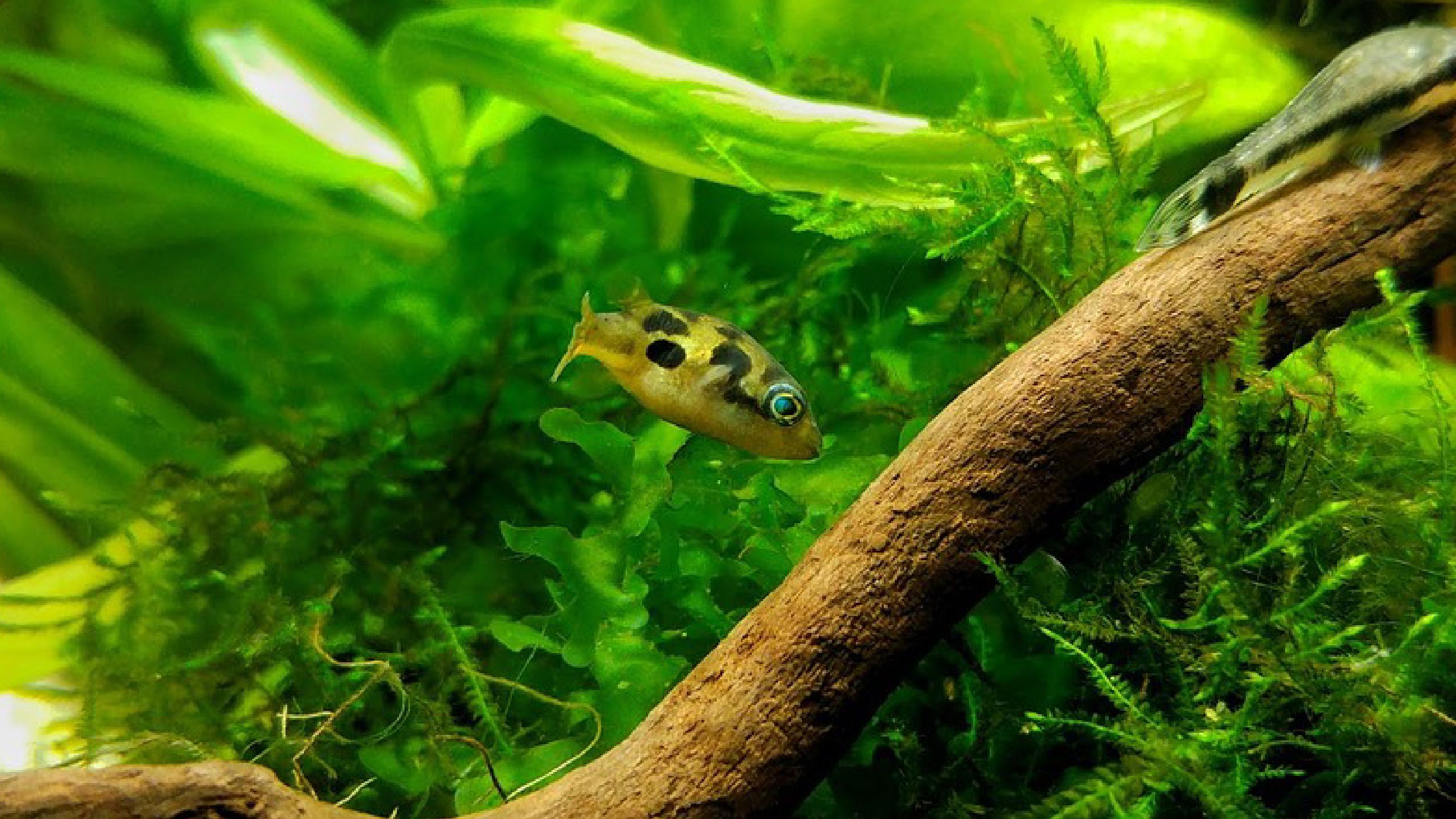 small freshwater fish