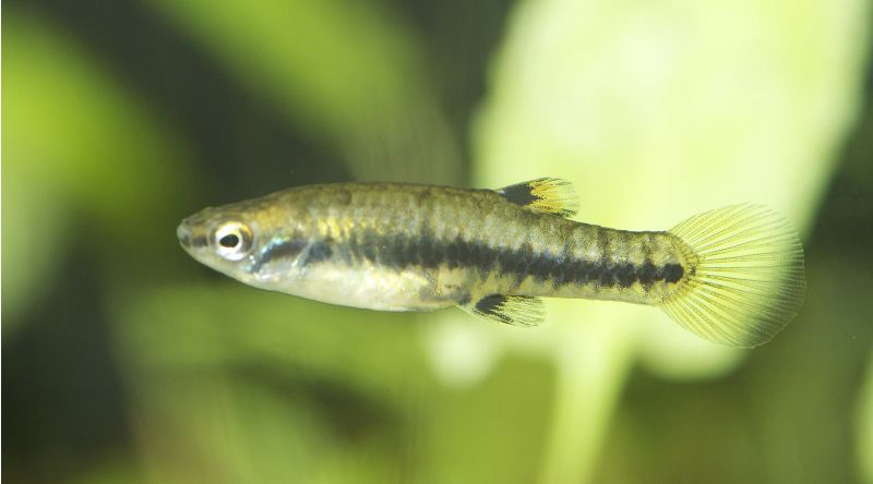 small freshwater fish