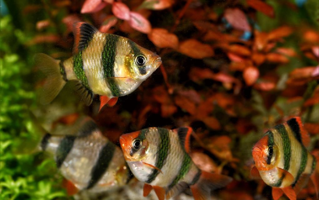 small tank fish types
