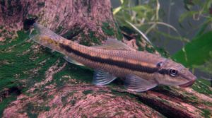 10 Best Aquarium Catfish Species (The Ultimate Catfish Guide)