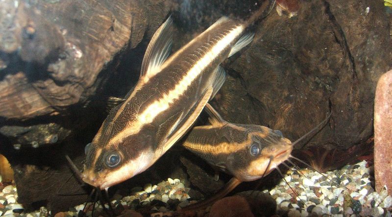 10 Best Aquarium Catfish Species (The 