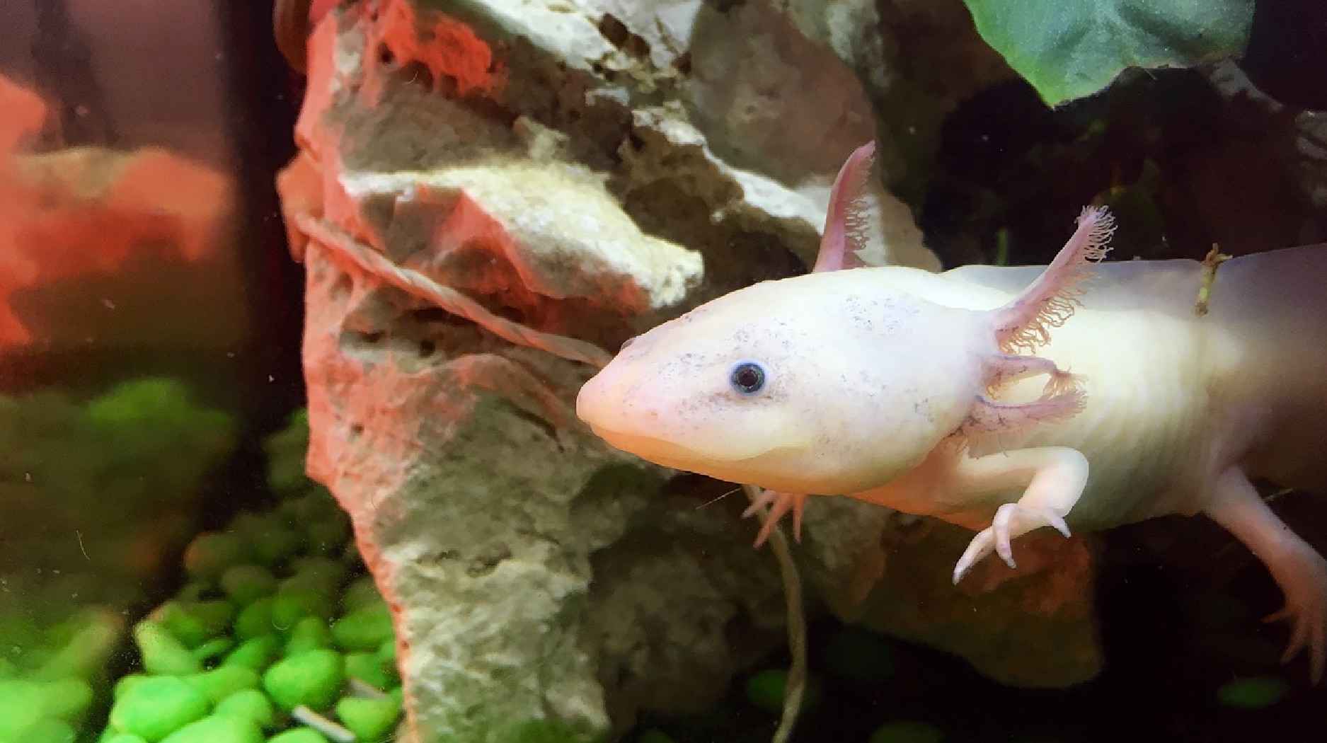 Why Axolotls Are Awesome Axolotl Axolotl Care Axolotl Tank | My XXX Hot ...