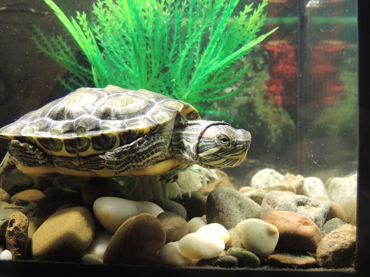 Turtle Lighting: How to Set up the Perfect Light System for Your Turtle Tank