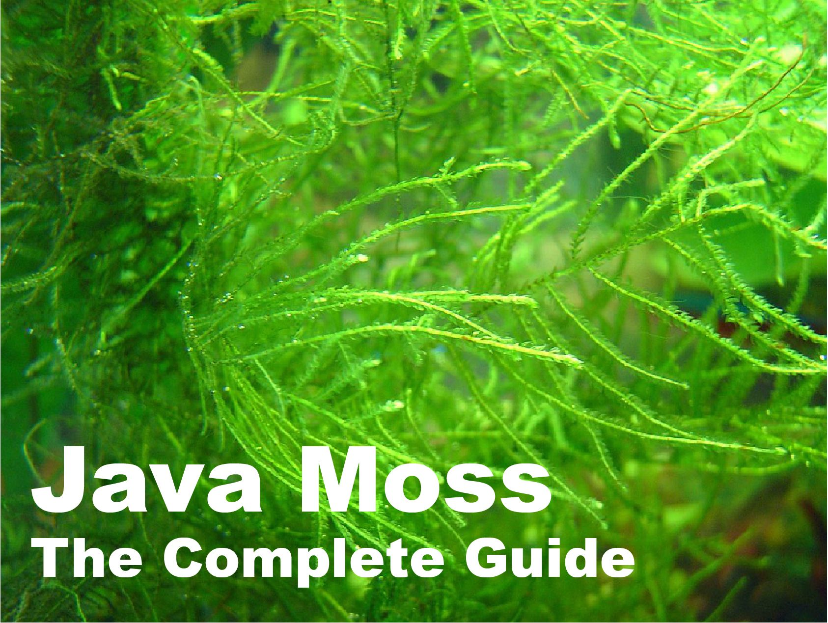 Java Moss (Vesicularia dubyana) 4 oz cup live aquatic plant