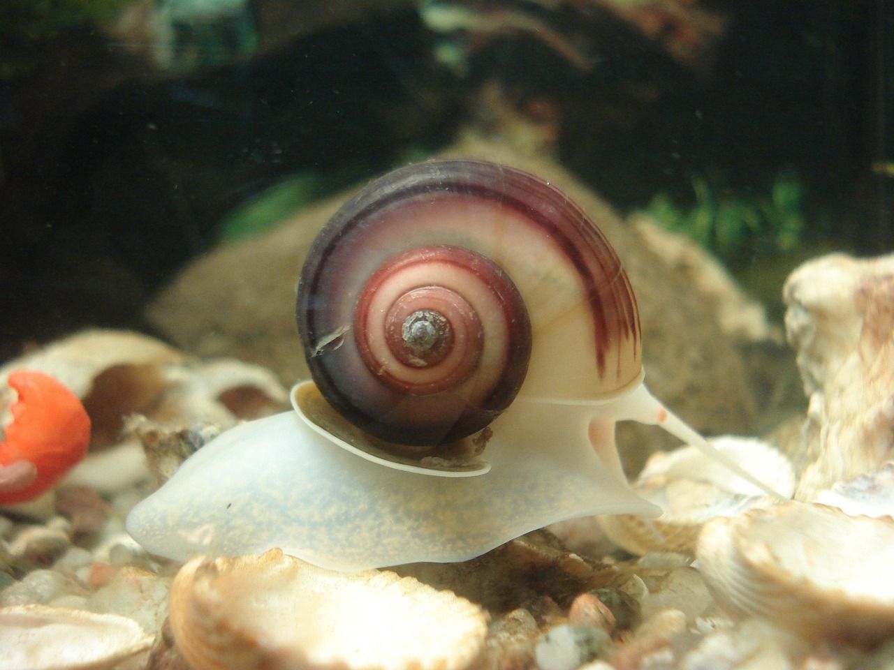 snails for cold water fish tanks