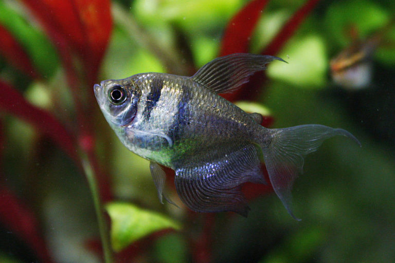 13 Awesome Types of Tetras: Complete Tetra Species Guide | BYA