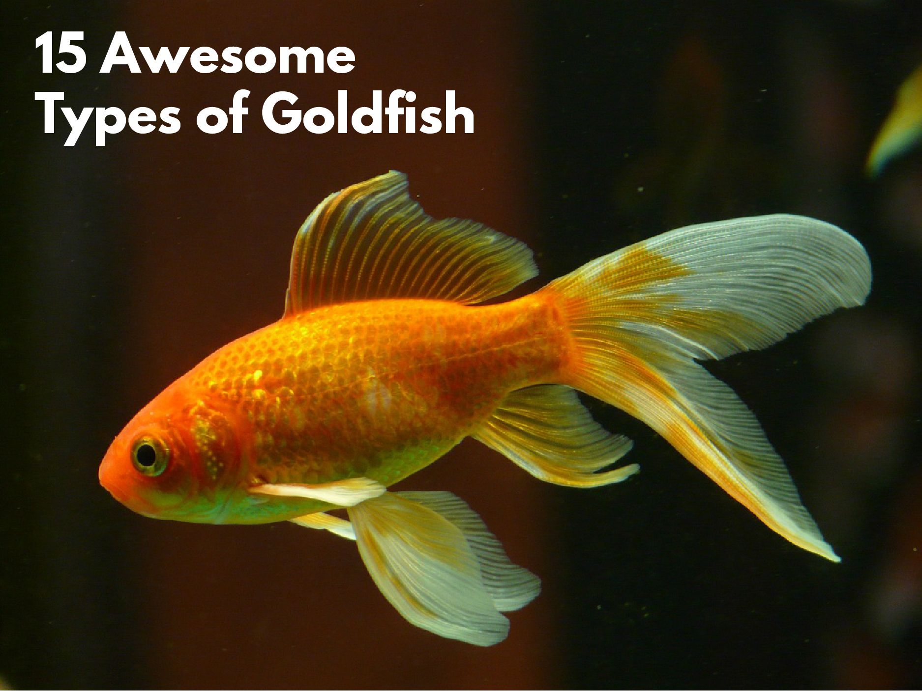 goldfish types list with pictures