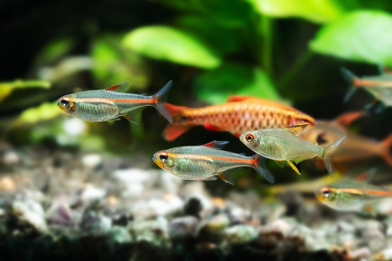 13 Awesome Types of Tetras: Complete Tetra Species Guide | BYA