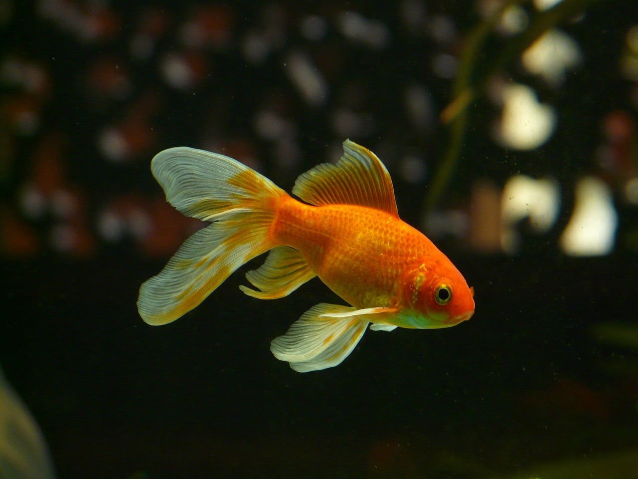 goldfish aquarium plants