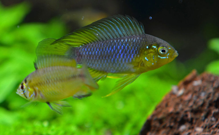 Apistogramma Cichlids: The Complete Care, Breeding, & Info Guide