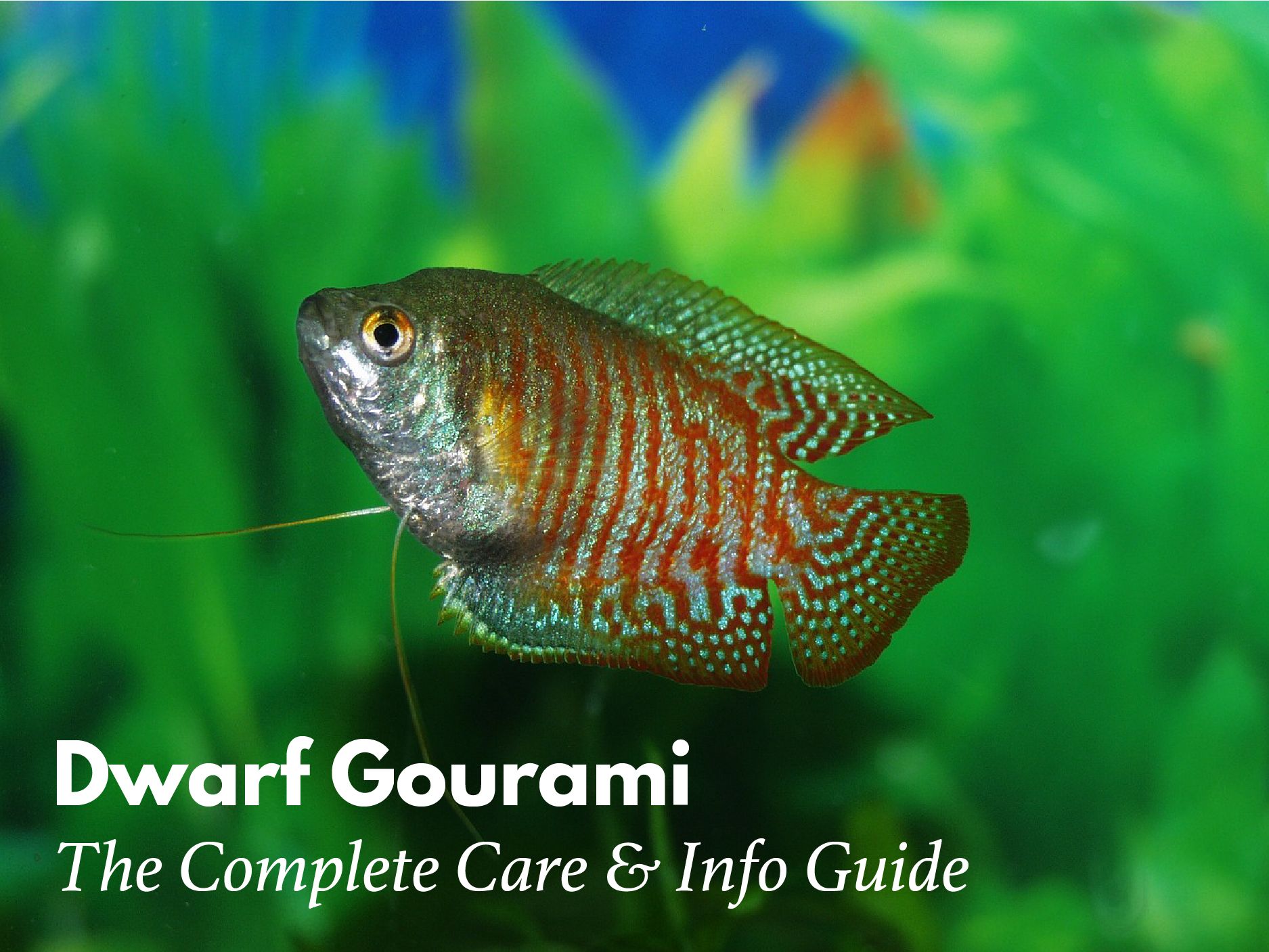 Dwarf Gourami The Ultimate Care Diet Setup Breeding Guide
