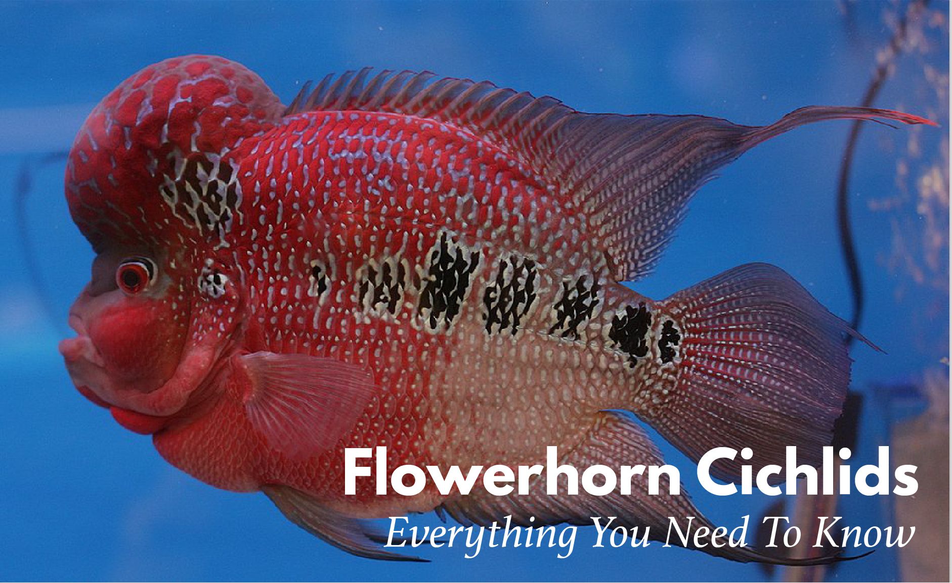 flowerhorn baby fish price