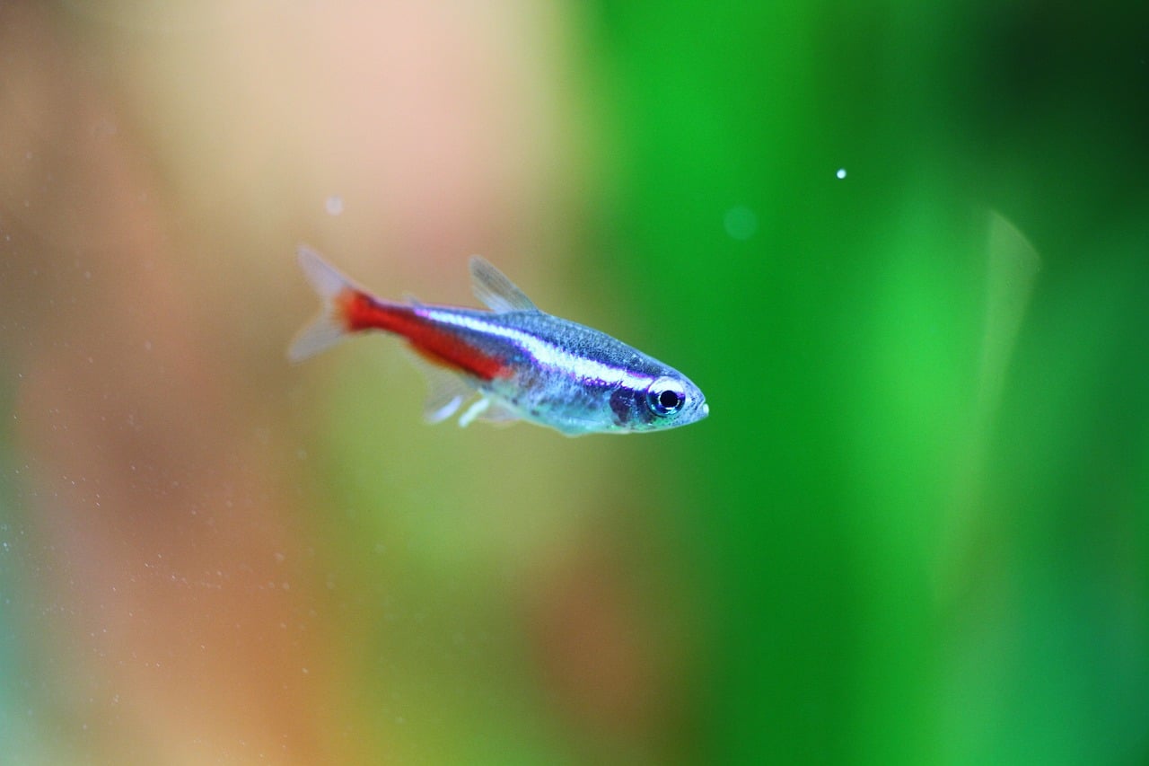 Neon Tetras: The Ultimate Care, Diet 