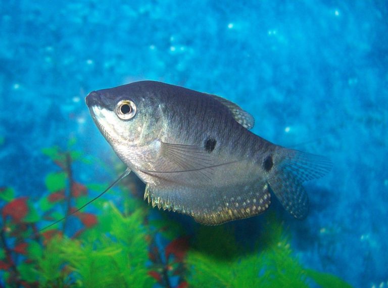 Dwarf Gourami: The Ultimate Care, Diet, Setup, & Breeding Guide