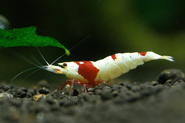 15 Popular Freshwater Shrimp Species (With Pictures) Complete Guide