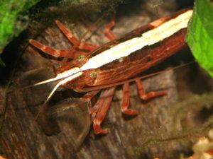 Especies Populares De Camarones De Agua Dulce Con Fotos Gu A