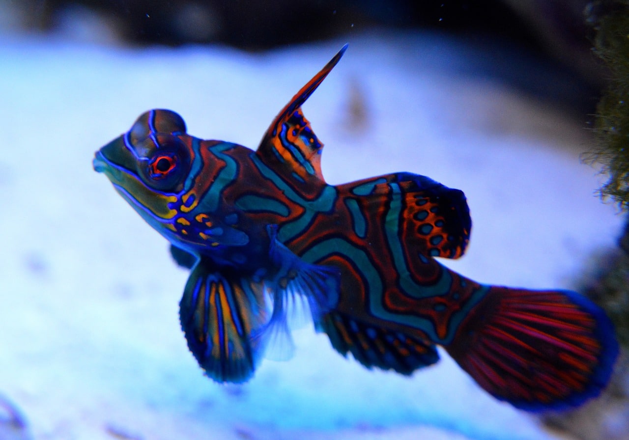 25 Most Beautiful Fish in the World (With Pictures) | Build Your ...