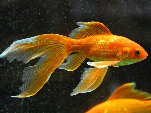 beautiful fish in water