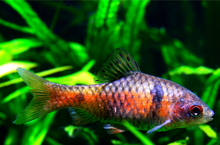 25 Awesome Cold Water Fish for Freshwater Aquariums (With Pictures)