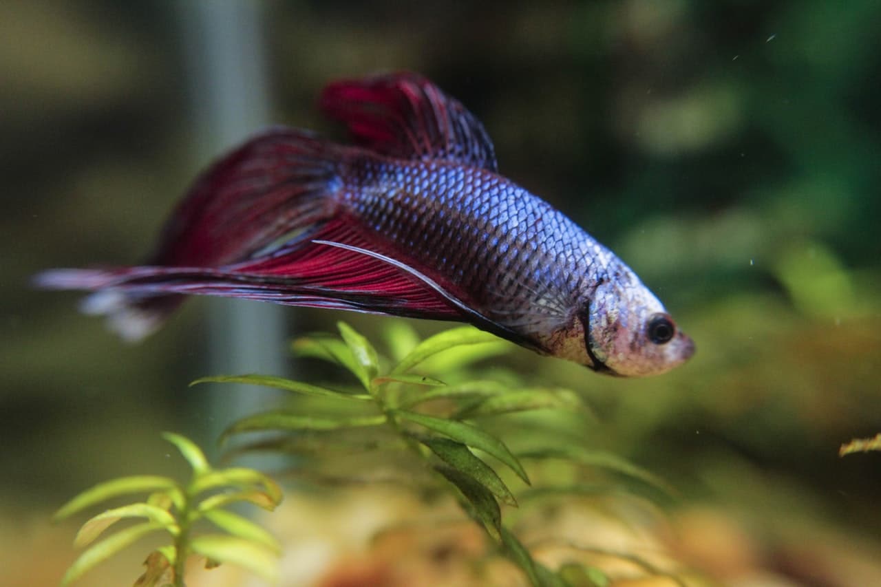 best toys for betta fish