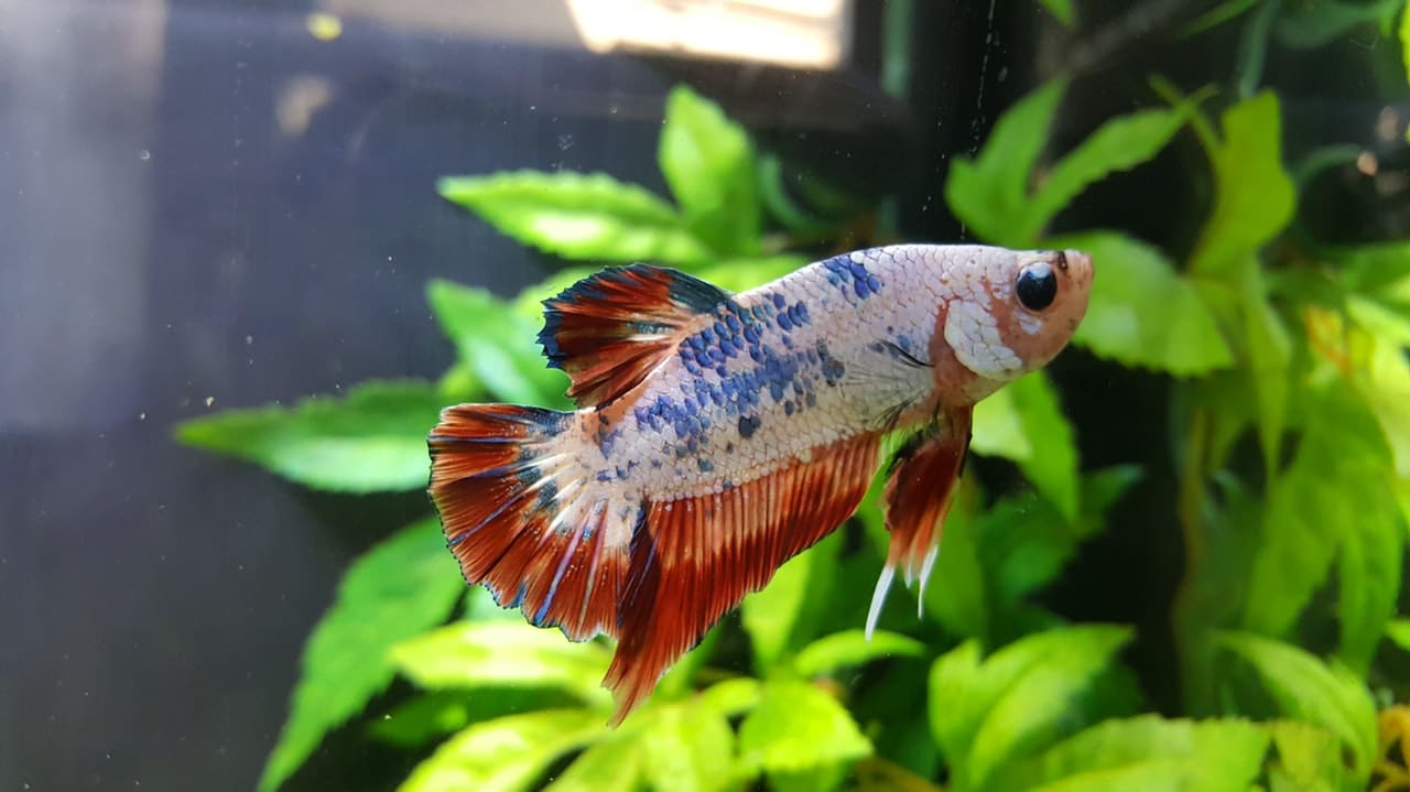fish toys for bettas