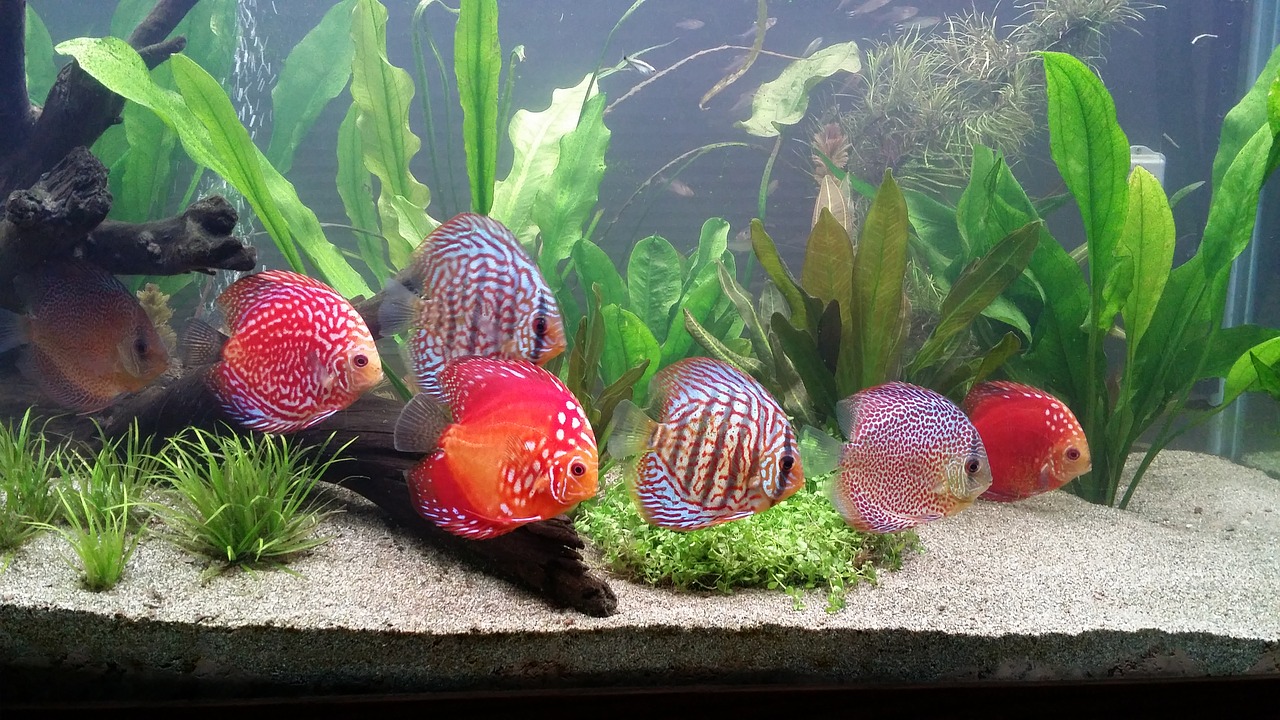 Discus Fish Care A Guide To Species And Breeding