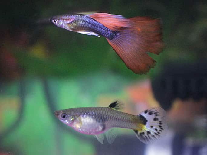 11 Easiest Fish to Breed (With Pictures 