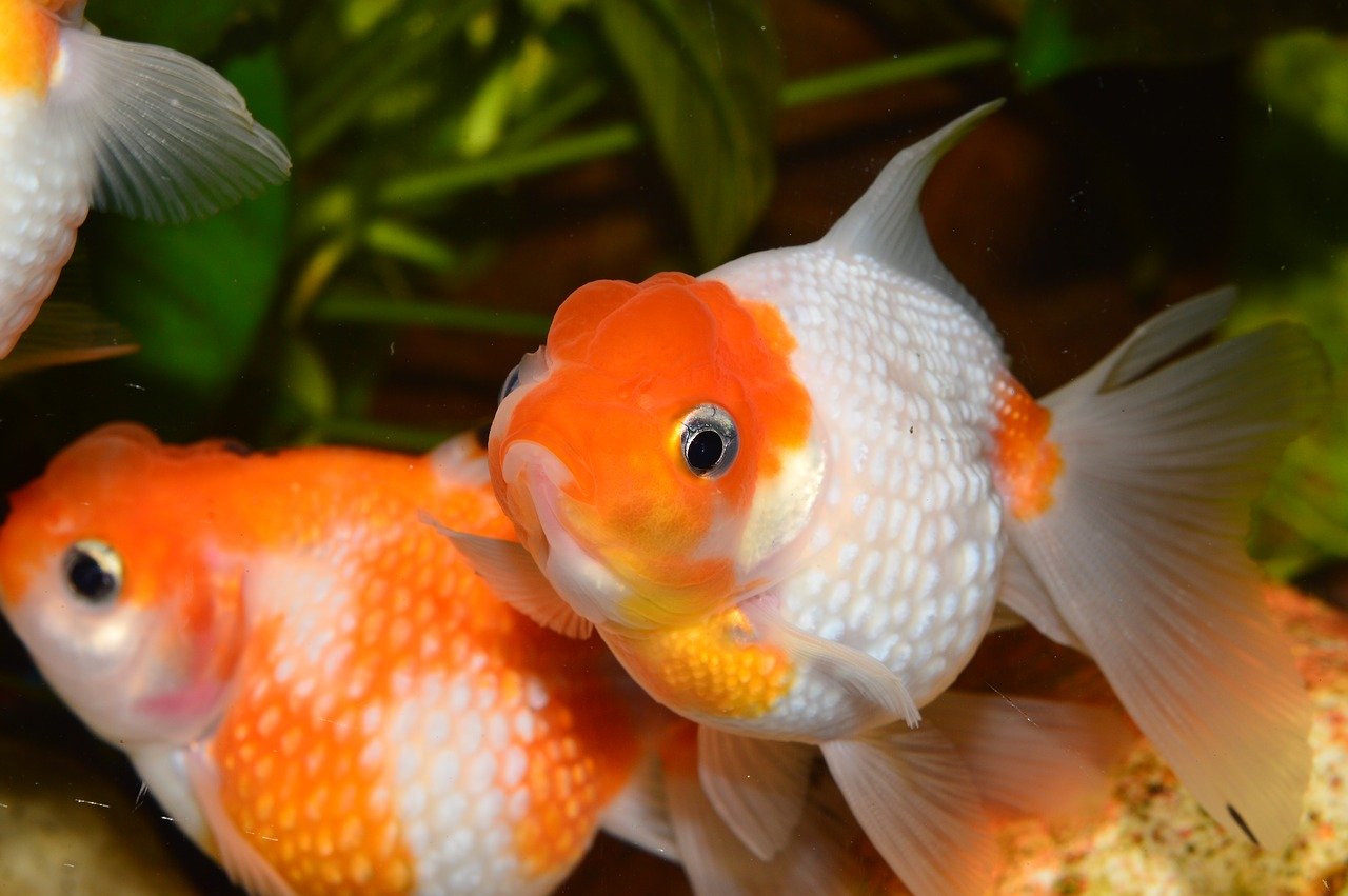 Why You Should Never Keep Your Goldfish In An Bowl