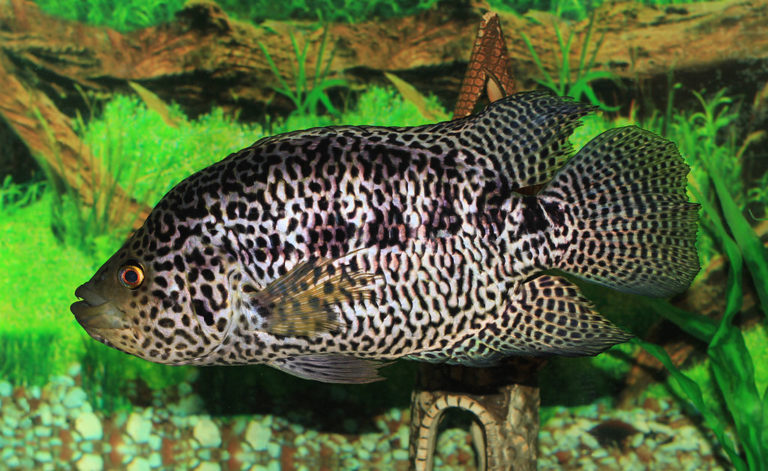 25 Aggressive Freshwater Fish for Predator Tanks (Species Guide)