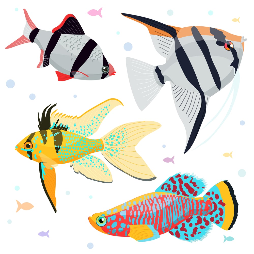 aquarium fish illustrations