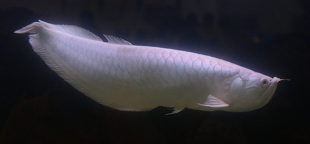 most expensive freshwater fish
