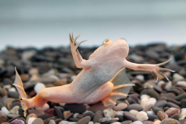 Albino African Dwarf Frog For Sale - bit-lo-2014-1