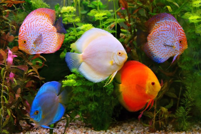 12 Best Planted Aquarium Fish for Aquascapes (Species Guide)